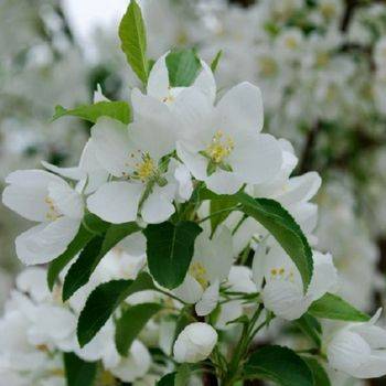 узкие листья у каких деревьев. %D0%AF%D0%B1%D0%BB%D0%BE%D0%BD%D1%8F Spring Snow. узкие листья у каких деревьев фото. узкие листья у каких деревьев-%D0%AF%D0%B1%D0%BB%D0%BE%D0%BD%D1%8F Spring Snow. картинка узкие листья у каких деревьев. картинка %D0%AF%D0%B1%D0%BB%D0%BE%D0%BD%D1%8F Spring Snow