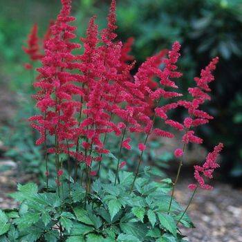 Астильба Astilbe arendsii ‘Fanal’