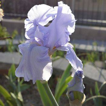 Ирис Iris Germanica ‘Blue Sapphire’