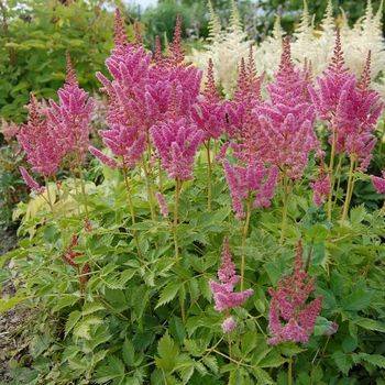 Астильба Astilbe chinensis ‘Vision in Pink’