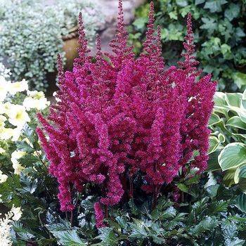 Астильба Astilbe chinensis ‘Vision in Red’