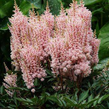 Астильба Astilbe japonica ‘Look At Me’