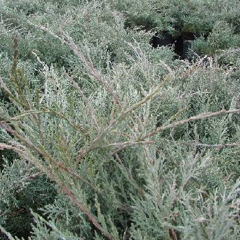 Можжевельник виргинский Juniperus virginiana 'Hetz' (Juniperus chinensis ‘Hetzii’, Juniperus media ‘Hetzii’)