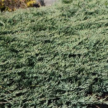 Можжевельник горизонтальный Juniperus horizontalis 'Glacier'