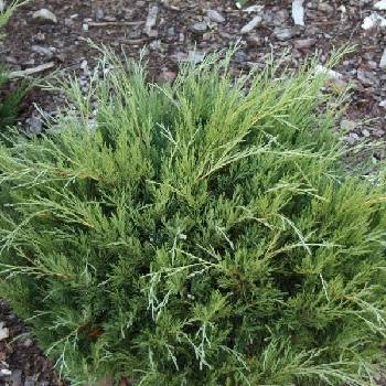 Можжевельник казацкий Juniperus sabina 'Hicksii'