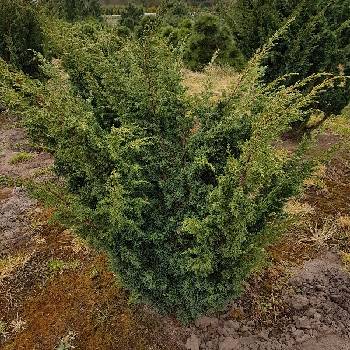 Можжевельник китайский Juniperus chinensis 'Blaauw'
