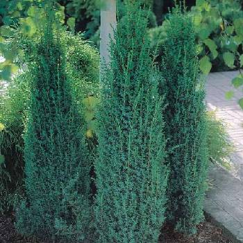 Можжевельник обыкновенный Juniperus communis 'Gold Cone'