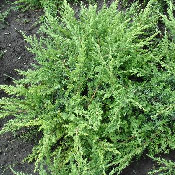 Можжевельник прибрежный Juniperus conferta 'Schlager'