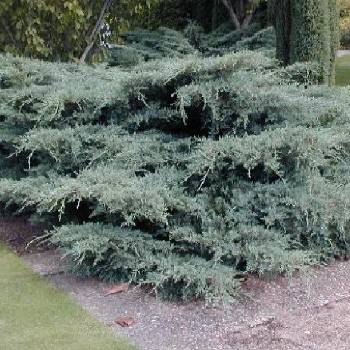 Можжевельник средний Juniperus x media (Juniperus x pfitzeriana) 'Pfitzeriana Glauca'