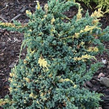 Можжевельник чешуйчатый Juniperus squamata 'Golden Flame' 