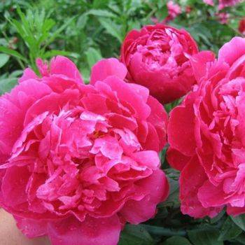 Пион молочноцветковый ‘Red Sarah Bernhardt’