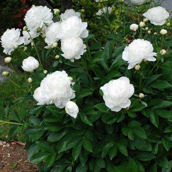 Пион молочноцветковый ‘White Sarah Bernhardt’