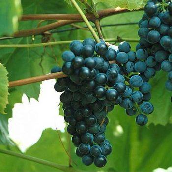 Виноград неукрывной ‘Мариновский’