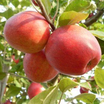 Яблоня ‘Пепин шафранный’