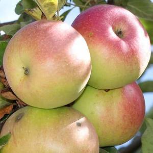 Яблоня ‘Бессемянка‘