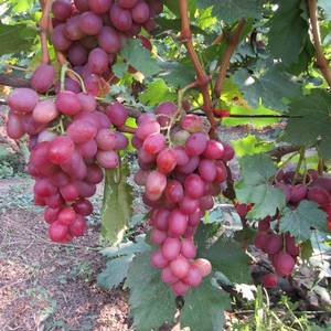 Виноград столовый ‘Анюта’