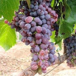 Виноград столовый кишмиш ‘Юпитер’