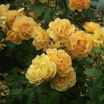 Роза флорибунда ‘Amber Queen’