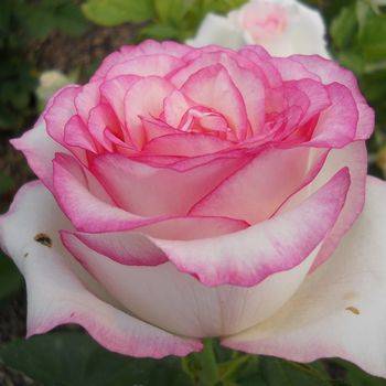 Роза чайно-гибридная ‘Bella Vita’