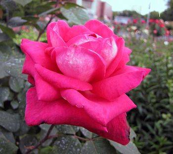 Роза чайно-гибридная ‘Acapella’
