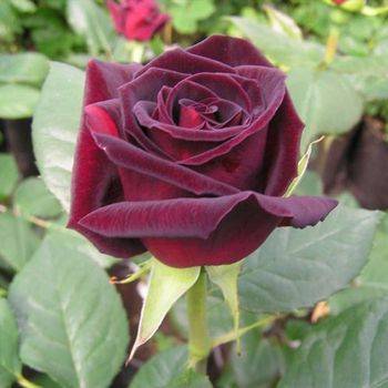 Роза чайно-гибридная ‘Black Magic’