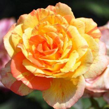 Роза чайно-гибридная ‘Andre Willemse’