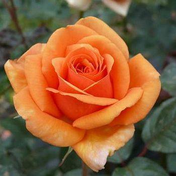 Роза чайно-гибридная ‘Ashram’