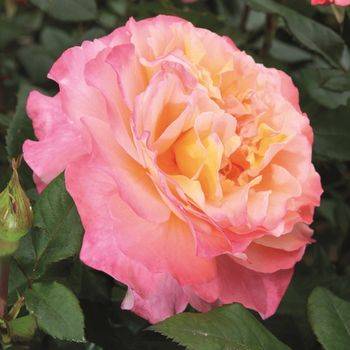 Роза чайно-гибридная ‘Augusta Luise’