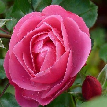 Роза чайно-гибридная ‘Auguste Renoir’