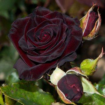 Роза чайно-гибридная ‘Black Prince’