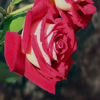 Роза чайно-гибридная ‘Bicolette’