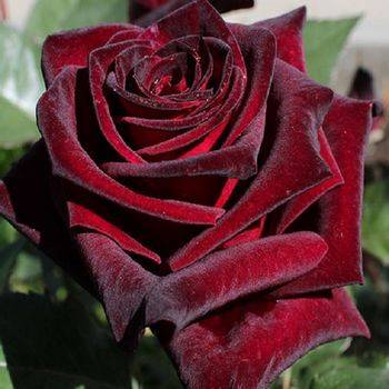 Роза чайно-гибридная ‘Black Baccara’