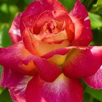 Роза чайно-гибридная ‘Bolchoi’
