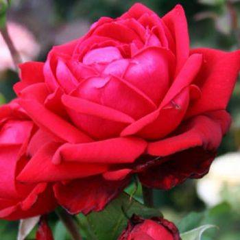 Роза чайно-гибридная ‘Burgund 81’
