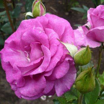 Роза чайно-гибридная ‘Blue Parfum’