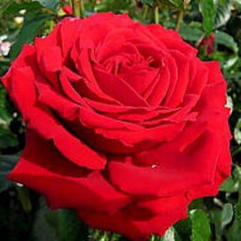 Роза чайно-гибридная ‘Carris’