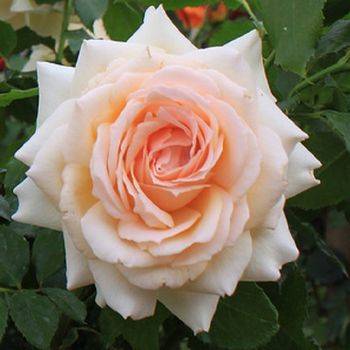 Роза чайно-гибридная ‘Chandos Beauty’