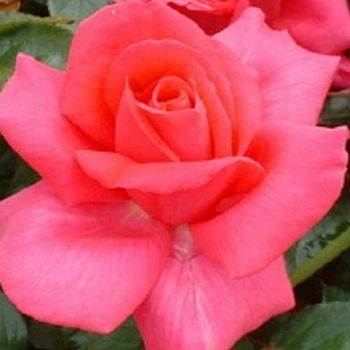 Роза чайно-гибридная ‘Criterion’