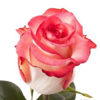 Роза чайно-гибридная ‘Blush’