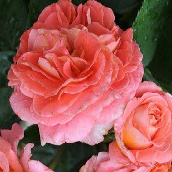 Роза чайно-гибридная ‘Diane de Pirties’