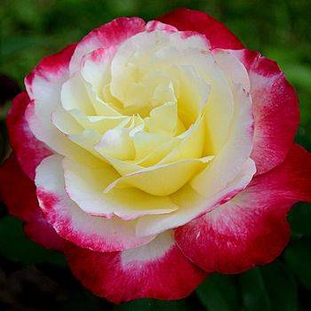 Роза чайно-гибридная ‘Double Delight’