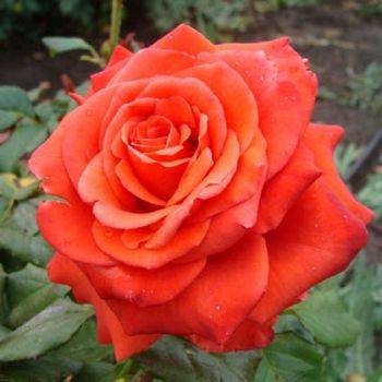 Роза чайно-гибридная ‘Duftwolke’