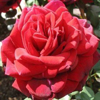 Роза чайно-гибридная ‘Edith Piaf’