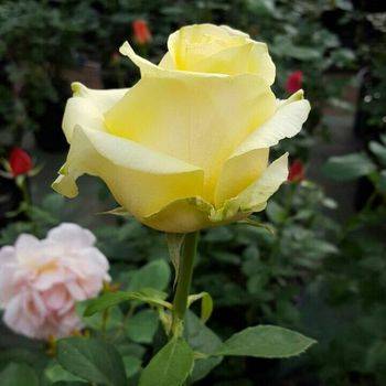Роза чайно-гибридная ‘Caipirinha’