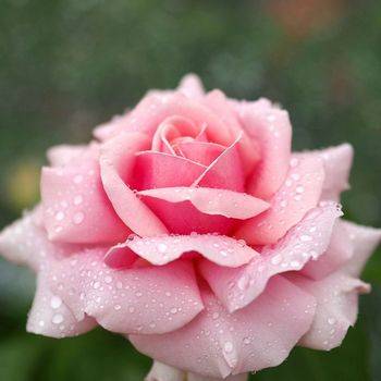 Роза чайно-гибридная ‘Frederic Mistral’