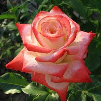 Роза чайно-гибридная ‘Imperatrice Farah’