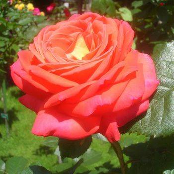 Роза чайно-гибридная ‘Konigin der Rosen’