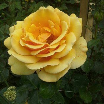 Роза чайно-гибридная ‘Kupferkonigin’