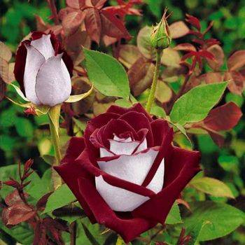 Роза чайно-гибридная ‘Osiria’