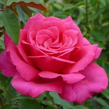 Роза чайно-гибридная ‘Parole’